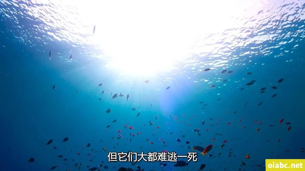 继女养成手册苏柔剧照1